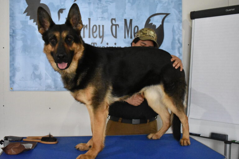 Love Your Dog? Groom Your Dog.