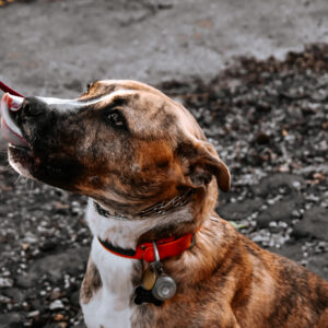 Functional Foundations