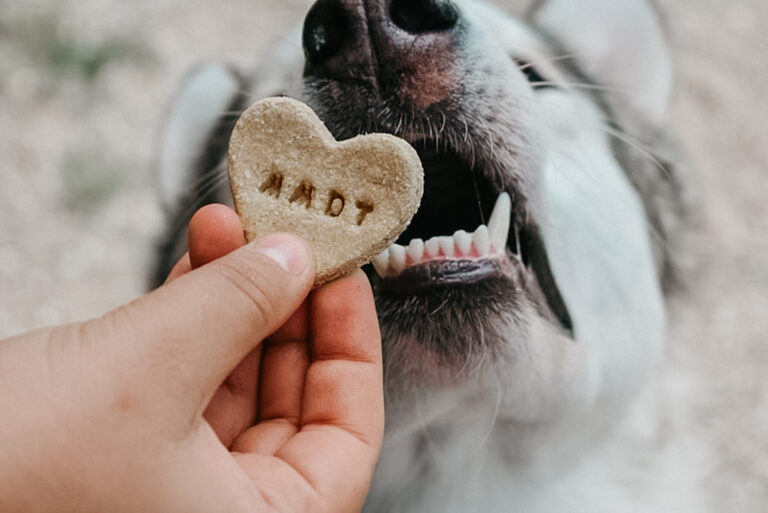 How To Feed Your Dog